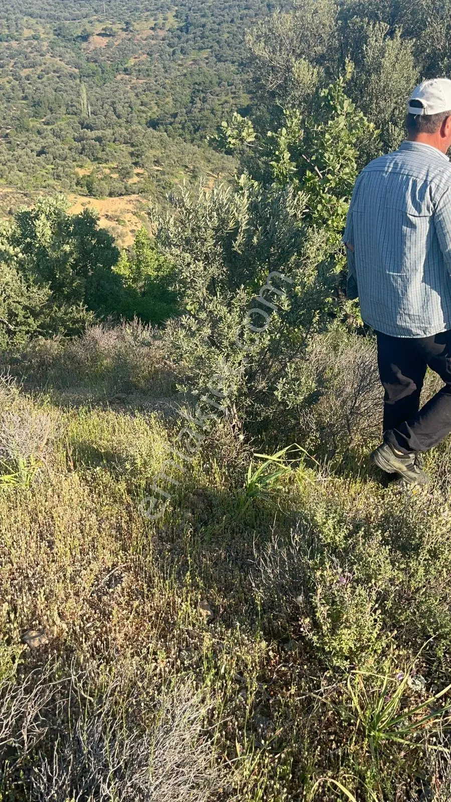 Gömeç Hacıoğlu Köyünde 12 Dönüm Harika Konumda Zeytin Bahçesi — fotoğraf 3