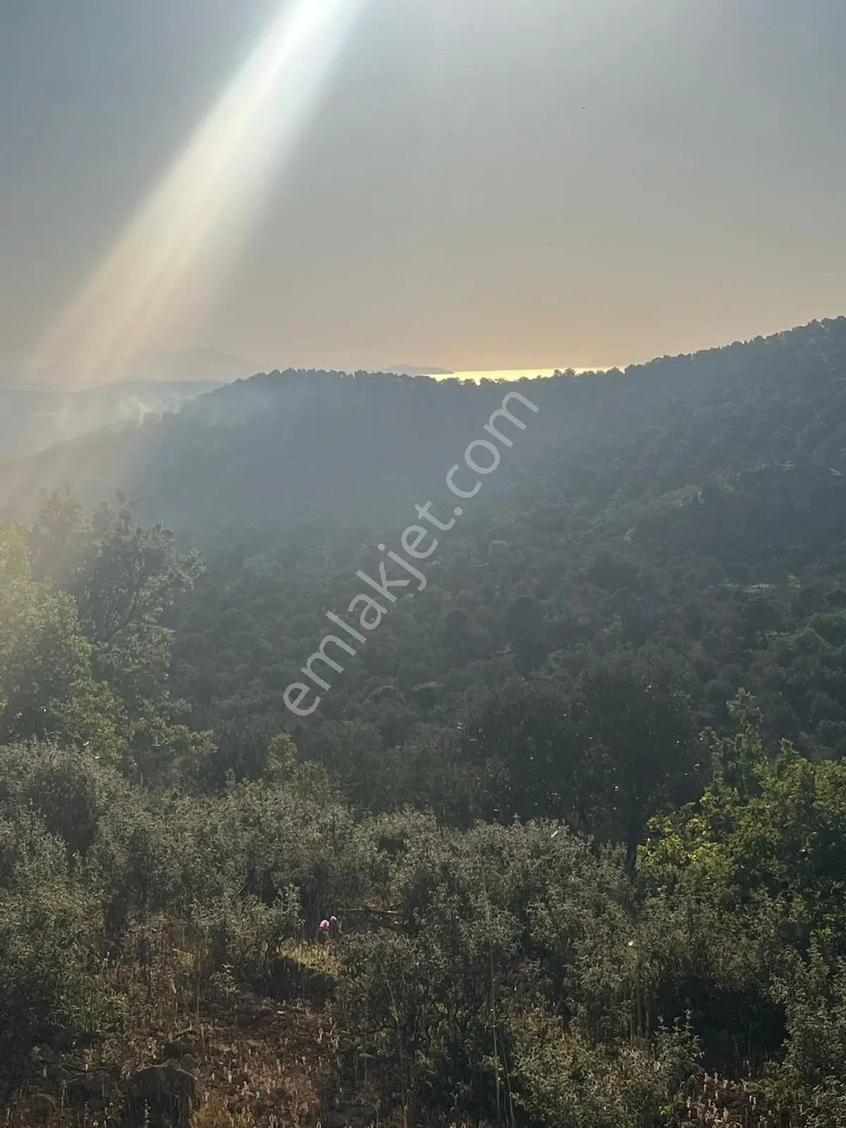 Gömeç Hacıoğlu Köyünde 12 Dönüm Harika Konumda Zeytin Bahçesi — fotoğraf 6