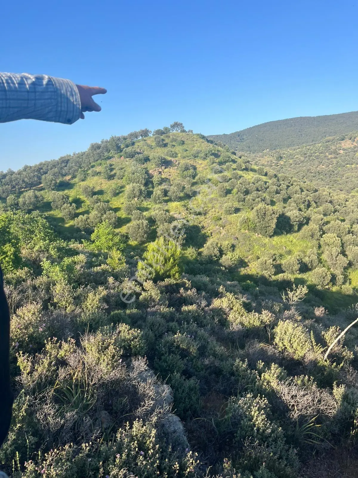 Gömeç Hacıoğlu Köyünde 12 Dönüm Harika Konumda Zeytin Bahçesi — fotoğraf 7