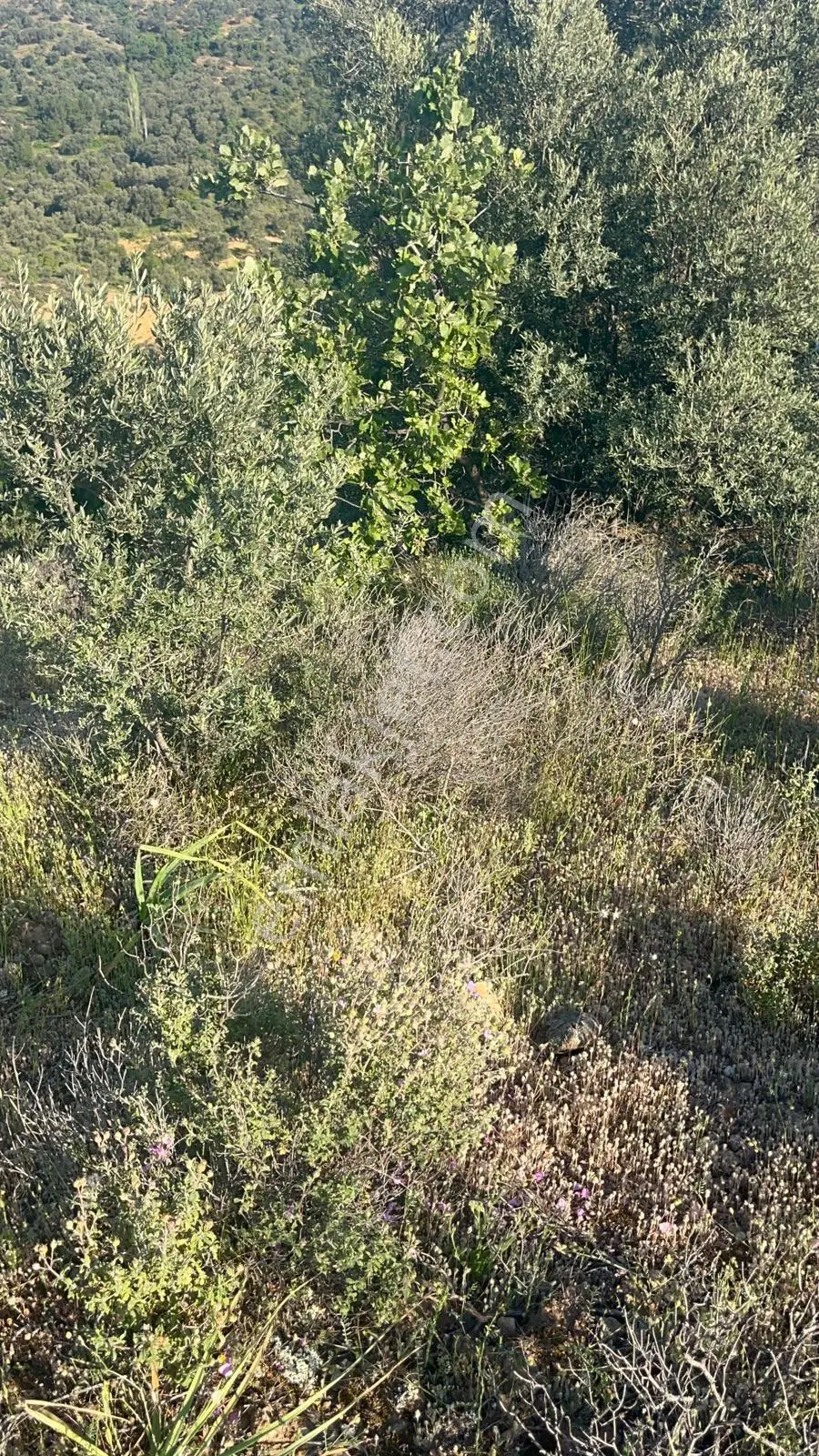 Gömeç Hacıoğlu Köyünde 12 Dönüm Harika Konumda Zeytin Bahçesi — fotoğraf 9