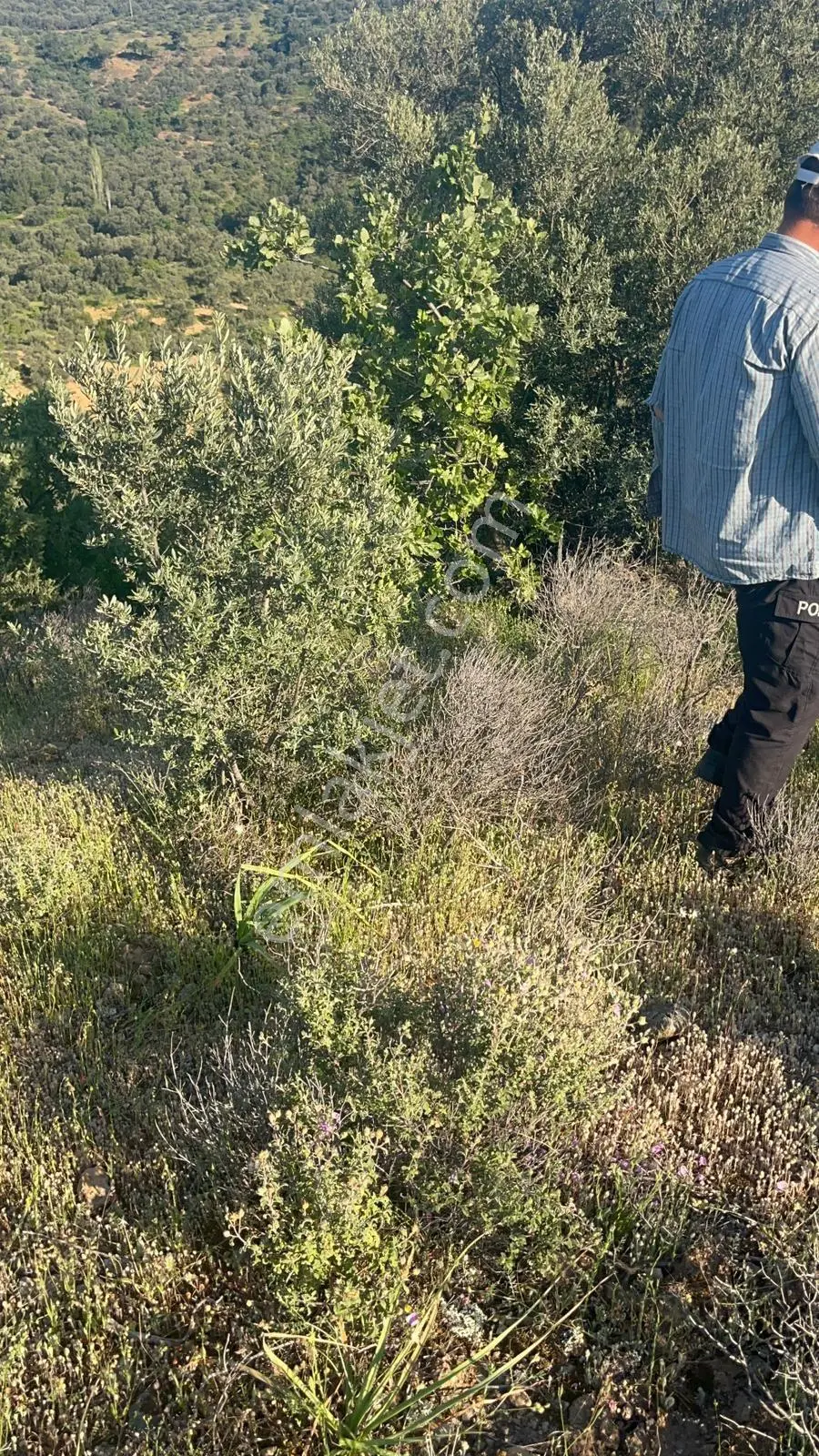 Gömeç Hacıoğlu Köyünde 12 Dönüm Harika Konumda Zeytin Bahçesi — fotoğraf 10