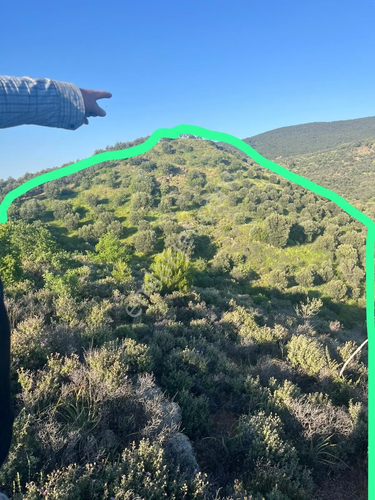 Gömeç Hacıoğlu Köyünde 12 Dönüm Harika Konumda Zeytin Bahçesi — fotoğraf 14