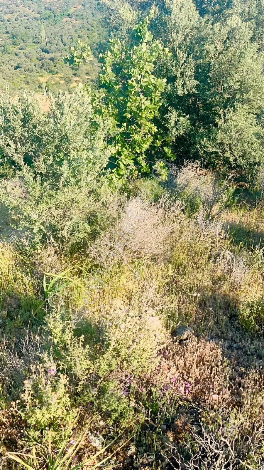 Gömeç Hacıoğlu Köyünde 12 Dönüm Harika Konumda Zeytin Bahçesi — fotoğraf 15