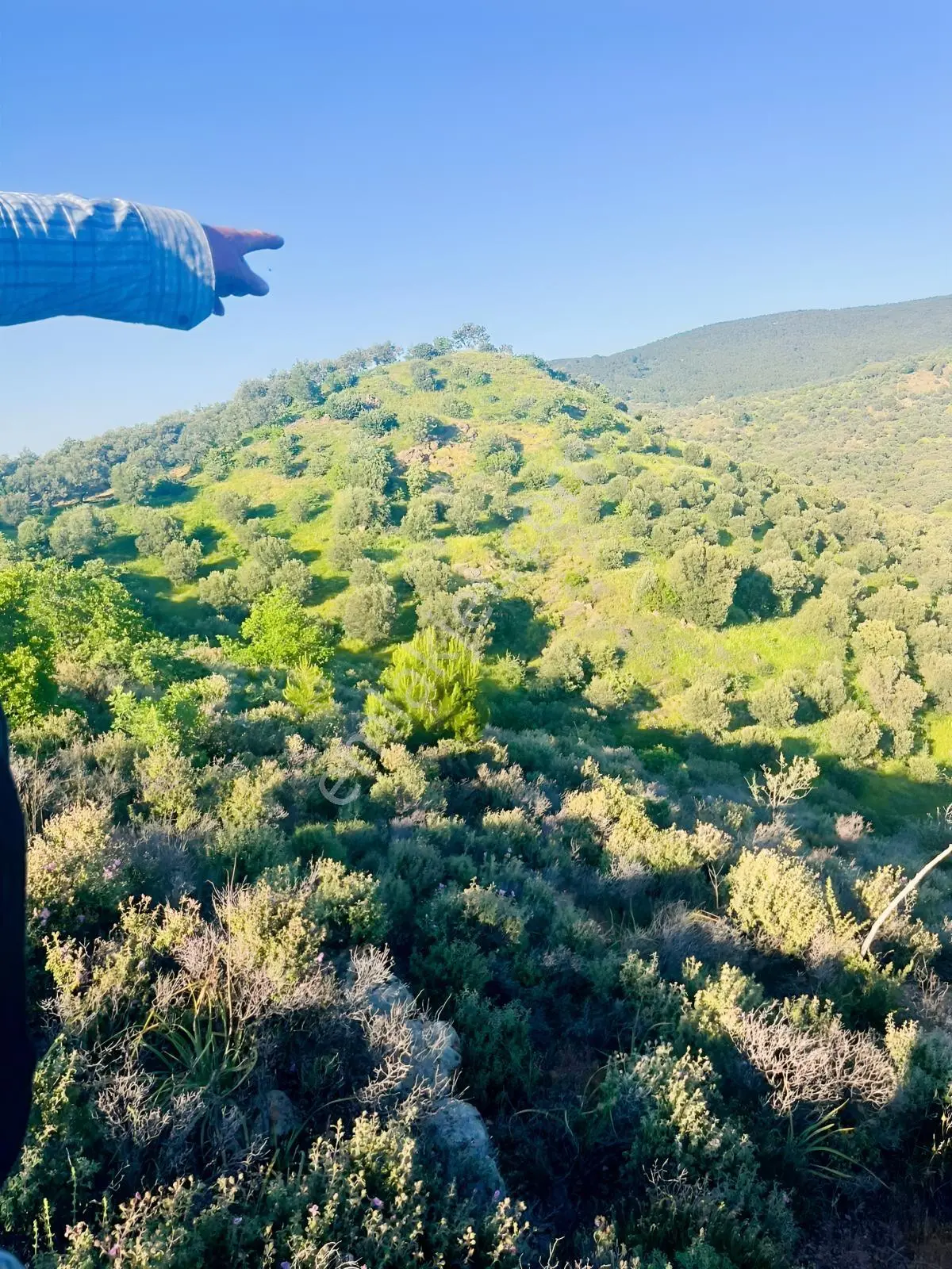Gömeç Hacıoğlu Köyünde 12 Dönüm Harika Konumda Zeytin Bahçesi — fotoğraf 17
