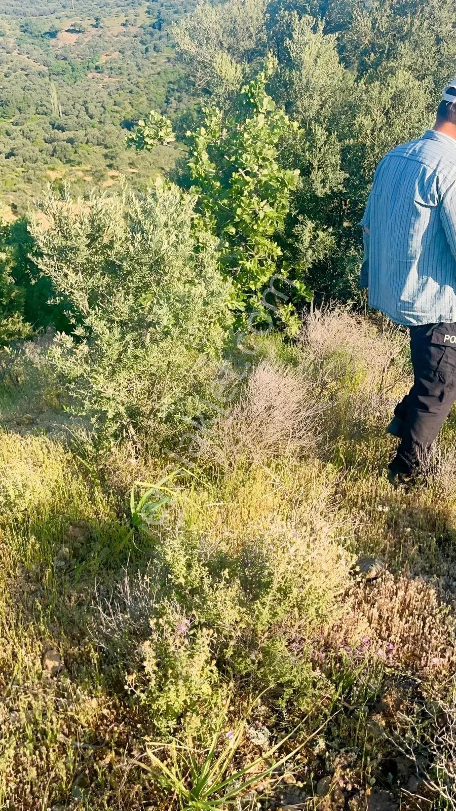 Gömeç Hacıoğlu Köyünde 12 Dönüm Harika Konumda Zeytin Bahçesi — fotoğraf 18