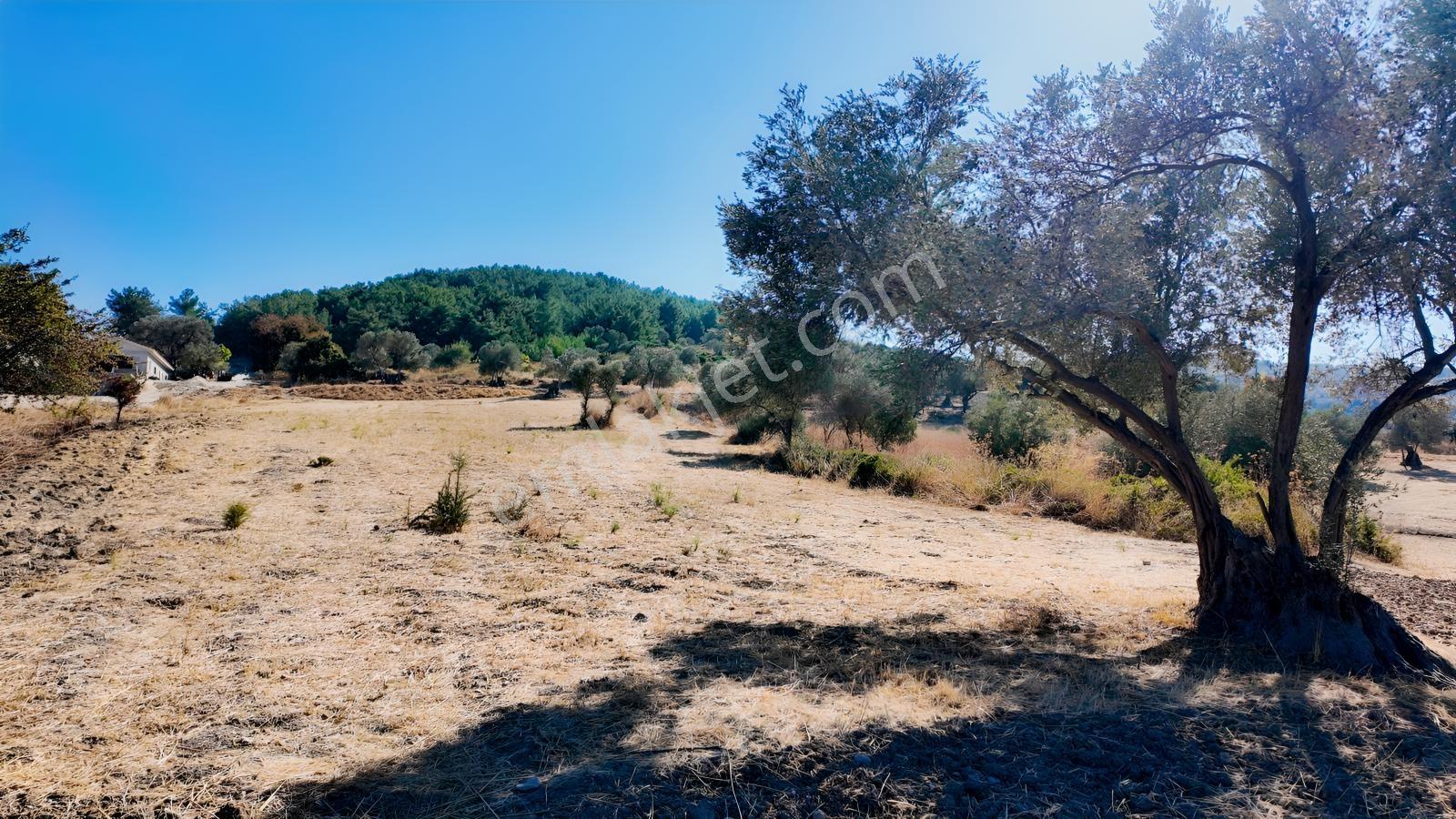Urla Yenicede Deniz Manzaralı Tek Parsel Tek Tapu Satılık Tarla — fotoğraf 37