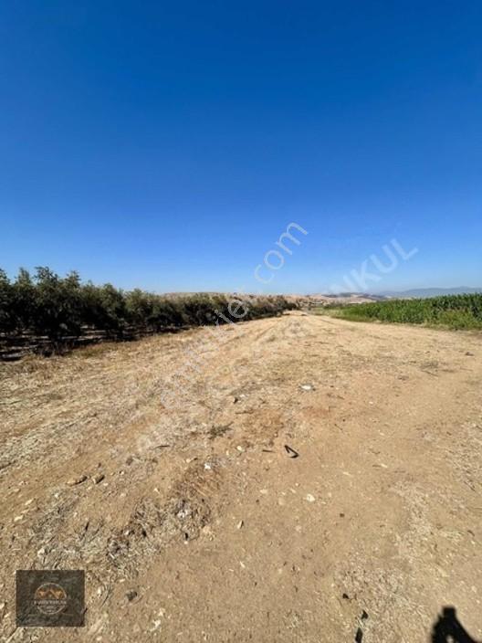 Alacalı Köyünde 6047m2 Acil Satılık Yatırımlık Kupon Tarla — fotoğraf 9
