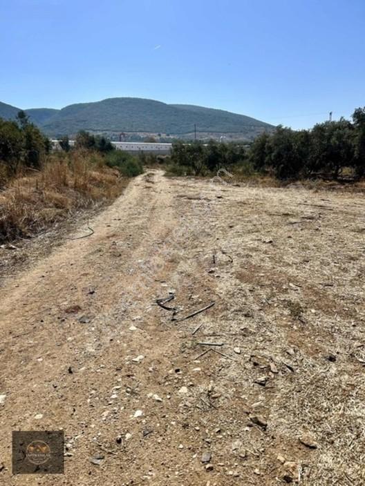 Alacalı Köyünde 6047m2 Acil Satılık Yatırımlık Kupon Tarla — fotoğraf 10