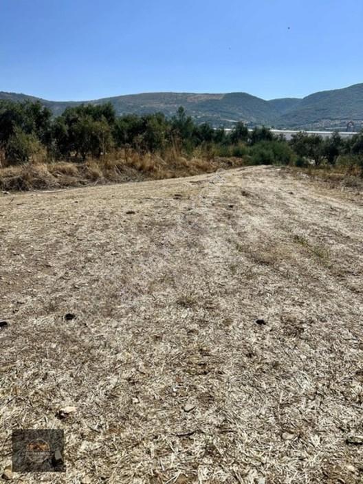 Alacalı Köyünde 6047m2 Acil Satılık Yatırımlık Kupon Tarla — fotoğraf 12