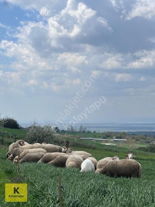 Kolaytapu Şarköy Yeniköy Köy Kenarı 1.809 M² Arsa · Denize 6 Km — fotoğraf 16