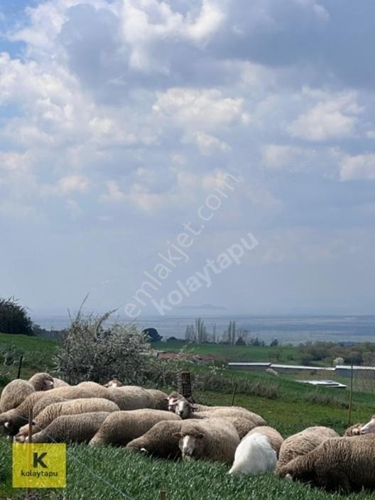 Kolaytapu Şarköy Yeniköy Köy Kenarı 1.809 M² Arsa · Denize 6 Km — fotoğraf 17