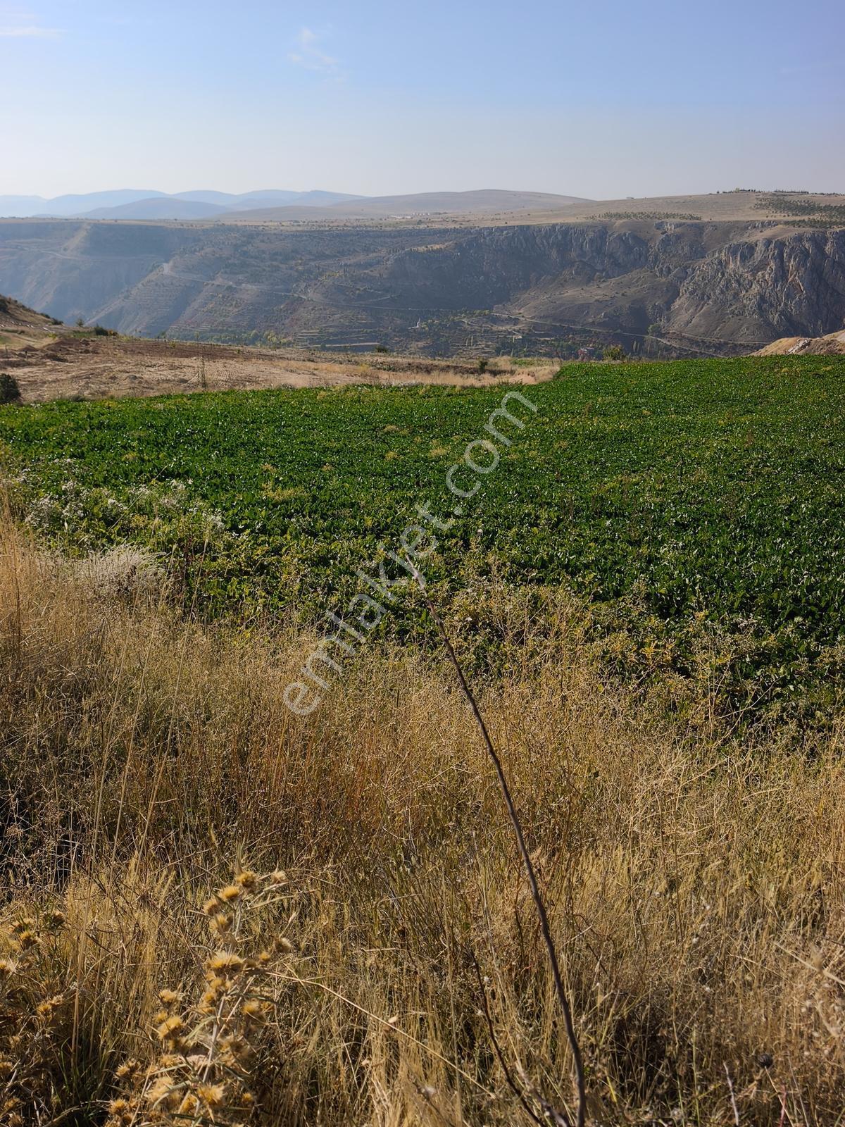 Yıldırım Emlakta Darende Günpınarda Satılık 24.764 M2 Sulu Tarla — fotoğraf 4