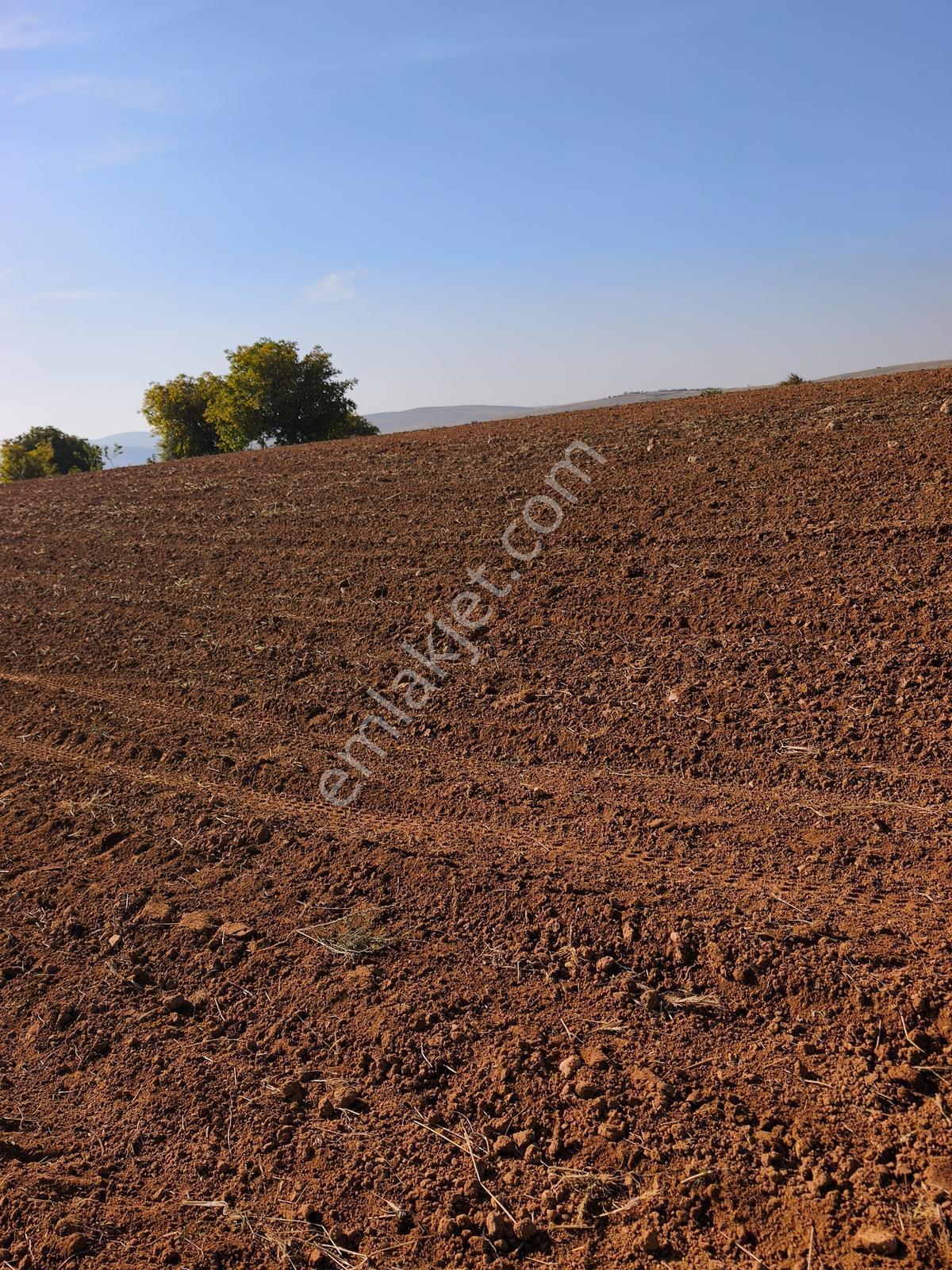 Yıldırım Emlakta Darende Günpınarda Satılık 24.764 M2 Sulu Tarla — fotoğraf 5