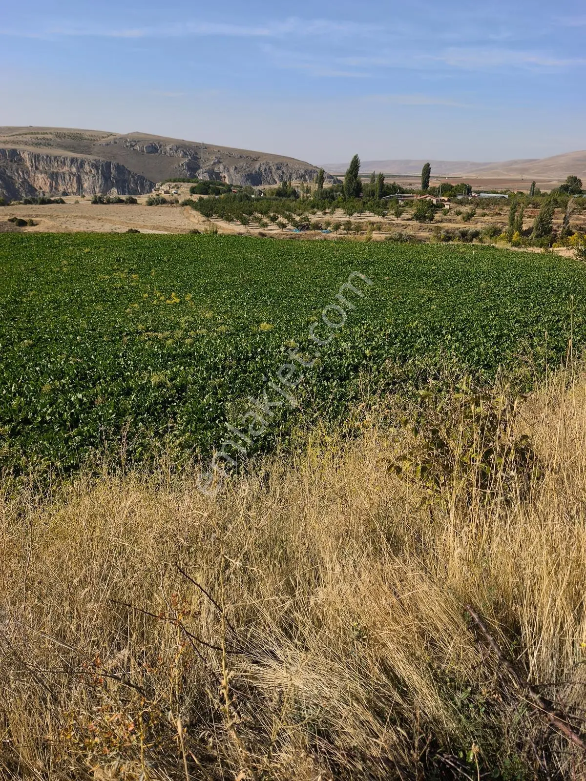 Yıldırım Emlakta Darende Günpınarda Satılık 24.764 M2 Sulu Tarla — fotoğraf 13