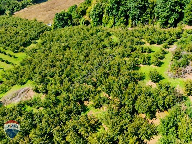 Remax Rıdvan Gedik'Ten Ferizli Teberikte 10065 M2 Fındık Bahçesi