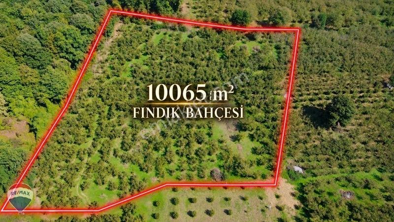 Remax Rıdvan Gedik'ten Ferizli Teberikte 10065 M2 Fındık Bahçesi — fotoğraf 2