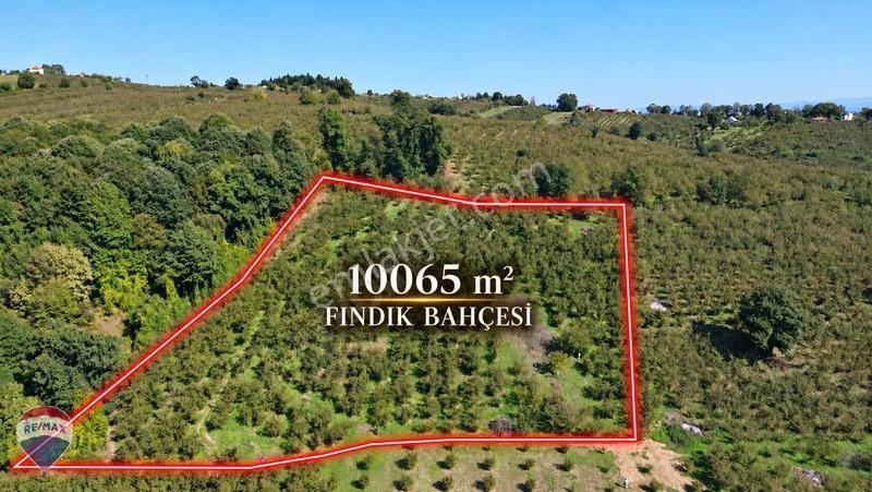 Remax Rıdvan Gedik'ten Ferizli Teberikte 10065 M2 Fındık Bahçesi — fotoğraf 3