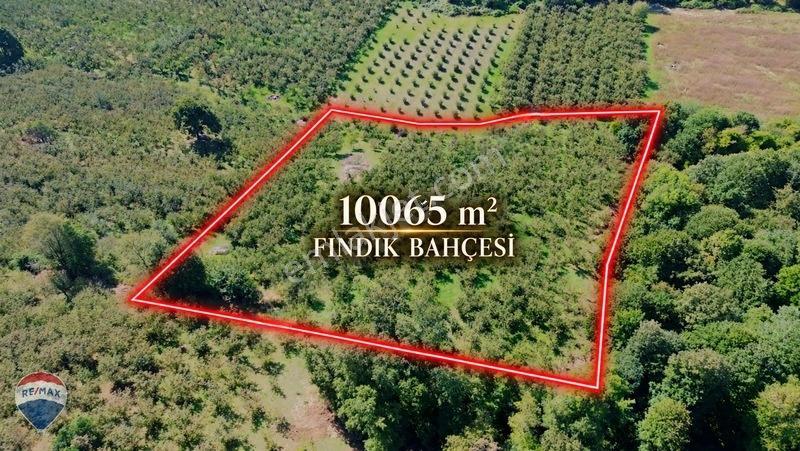 Remax Rıdvan Gedik'ten Ferizli Teberikte 10065 M2 Fındık Bahçesi — fotoğraf 4