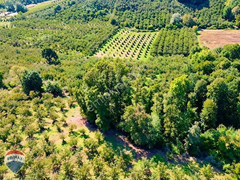 Remax Rıdvan Gedik'ten Ferizli Teberikte 10065 M2 Fındık Bahçesi — fotoğraf 7