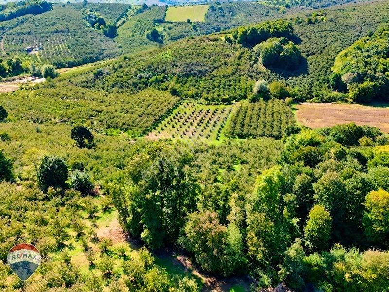Remax Rıdvan Gedik'ten Ferizli Teberikte 10065 M2 Fındık Bahçesi — fotoğraf 8