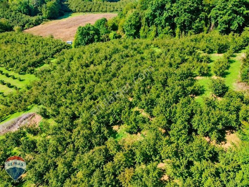 Remax Rıdvan Gedik'ten Ferizli Teberikte 10065 M2 Fındık Bahçesi — fotoğraf 9