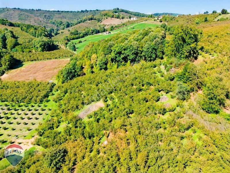Remax Rıdvan Gedik'ten Ferizli Teberikte 10065 M2 Fındık Bahçesi — fotoğraf 10