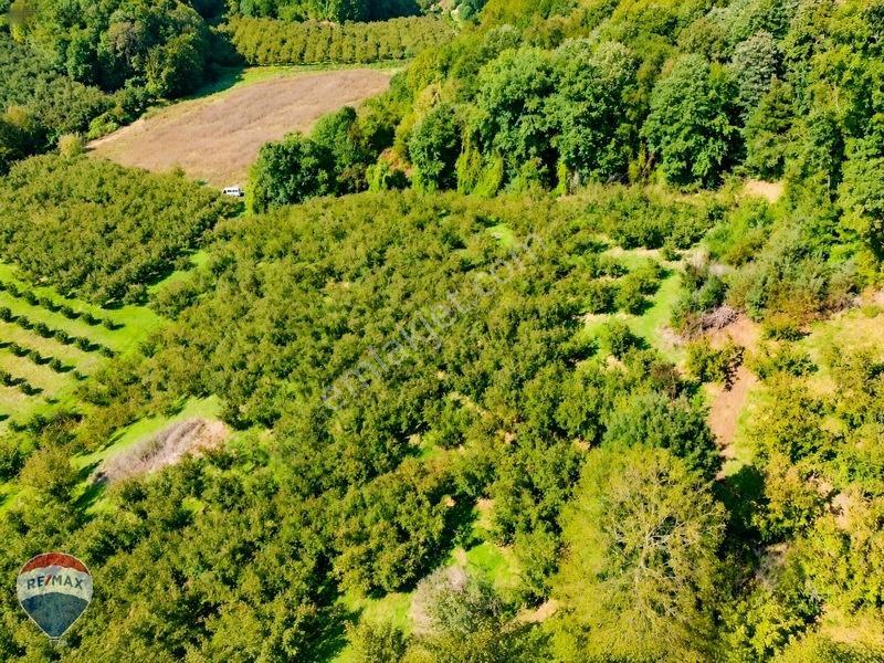 Remax Rıdvan Gedik'ten Ferizli Teberikte 10065 M2 Fındık Bahçesi — fotoğraf 11