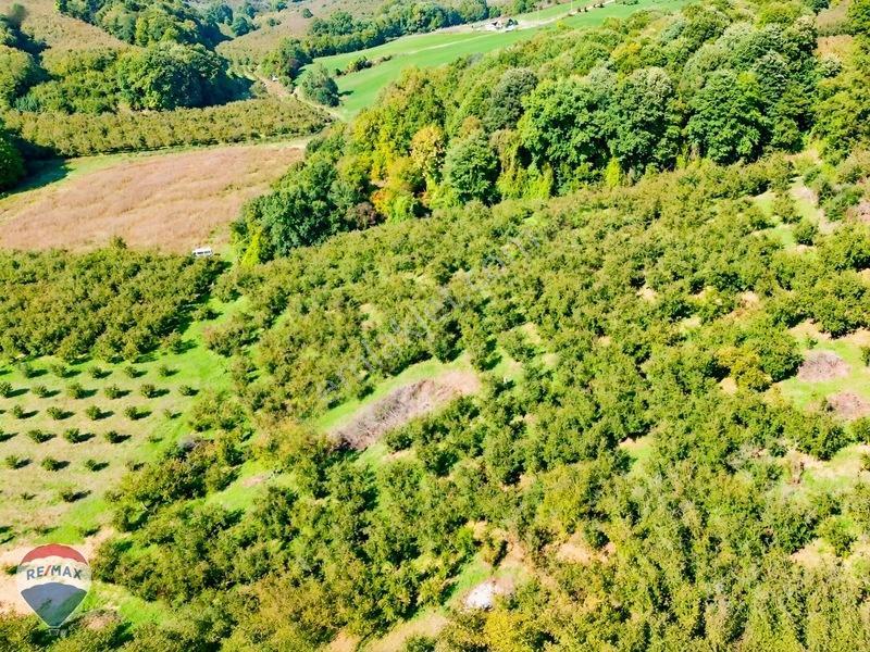 Remax Rıdvan Gedik'ten Ferizli Teberikte 10065 M2 Fındık Bahçesi — fotoğraf 12