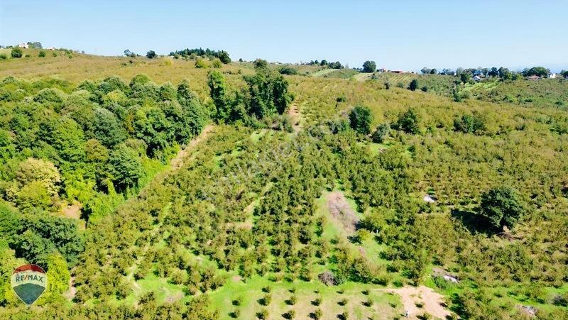 Remax Rıdvan Gedik'ten Ferizli Teberikte 10065 M2 Fındık Bahçesi — fotoğraf 13