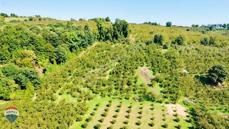 Remax Rıdvan Gedik'ten Ferizli Teberikte 10065 M2 Fındık Bahçesi — fotoğraf 14