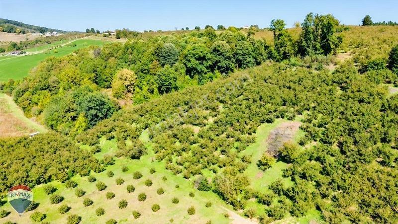 Remax Rıdvan Gedik'ten Ferizli Teberikte 10065 M2 Fındık Bahçesi — fotoğraf 15