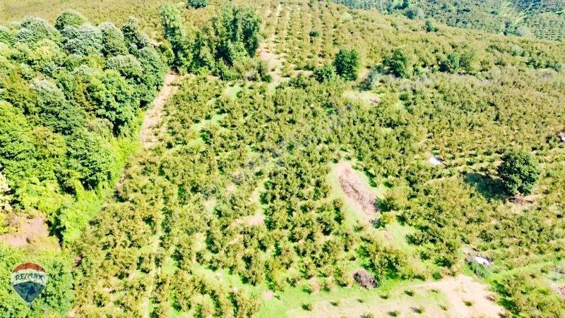Remax Rıdvan Gedik'ten Ferizli Teberikte 10065 M2 Fındık Bahçesi — fotoğraf 16