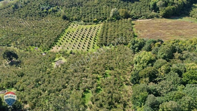 Remax Rıdvan Gedik'ten Ferizli Teberikte 10065 M2 Fındık Bahçesi — fotoğraf 17
