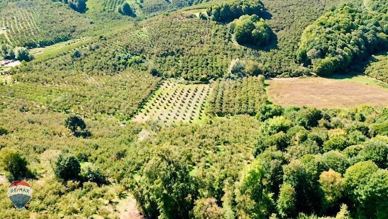 Remax Rıdvan Gedik'ten Ferizli Teberikte 10065 M2 Fındık Bahçesi — fotoğraf 18