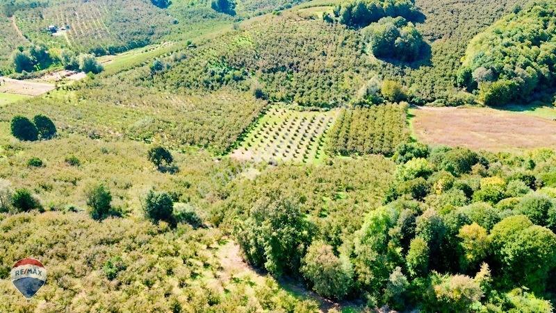 Remax Rıdvan Gedik'ten Ferizli Teberikte 10065 M2 Fındık Bahçesi — fotoğraf 19