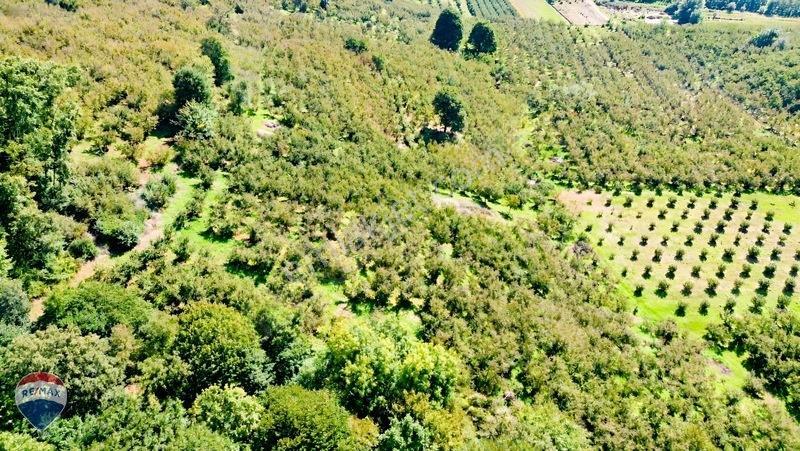 Remax Rıdvan Gedik'ten Ferizli Teberikte 10065 M2 Fındık Bahçesi — fotoğraf 20