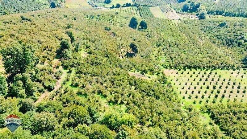 Remax Rıdvan Gedik'ten Ferizli Teberikte 10065 M2 Fındık Bahçesi — fotoğraf 21