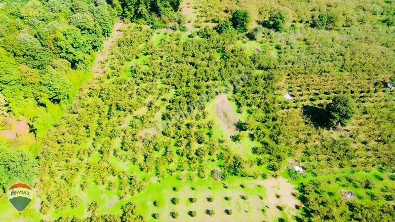 Remax Rıdvan Gedik'ten Ferizli Teberikte 10065 M2 Fındık Bahçesi — fotoğraf 22
