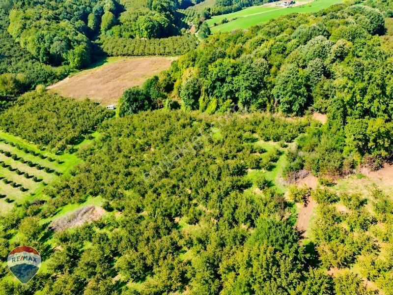Remax Rıdvan Gedik'ten Ferizli Teberikte 10065 M2 Fındık Bahçesi — fotoğraf 23