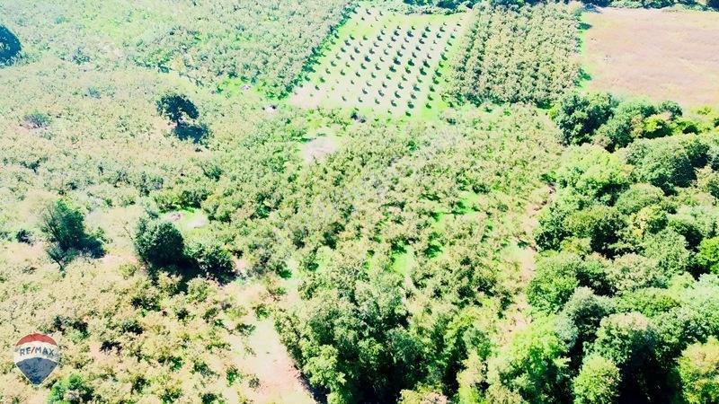 Remax Rıdvan Gedik'ten Ferizli Teberikte 10065 M2 Fındık Bahçesi — fotoğraf 24