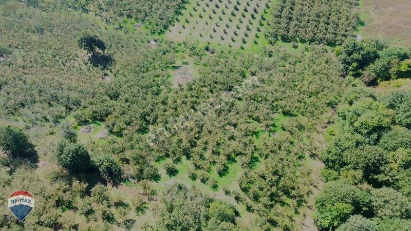 Remax Rıdvan Gedik'ten Ferizli Teberikte 10065 M2 Fındık Bahçesi — fotoğraf 25