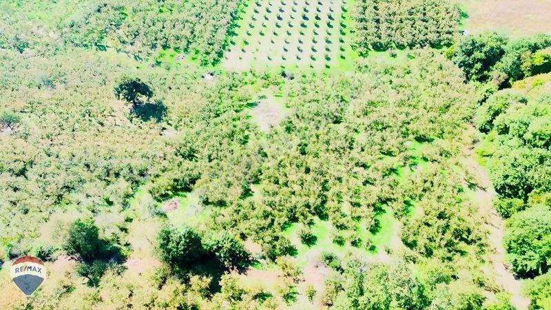 Remax Rıdvan Gedik'ten Ferizli Teberikte 10065 M2 Fındık Bahçesi — fotoğraf 26