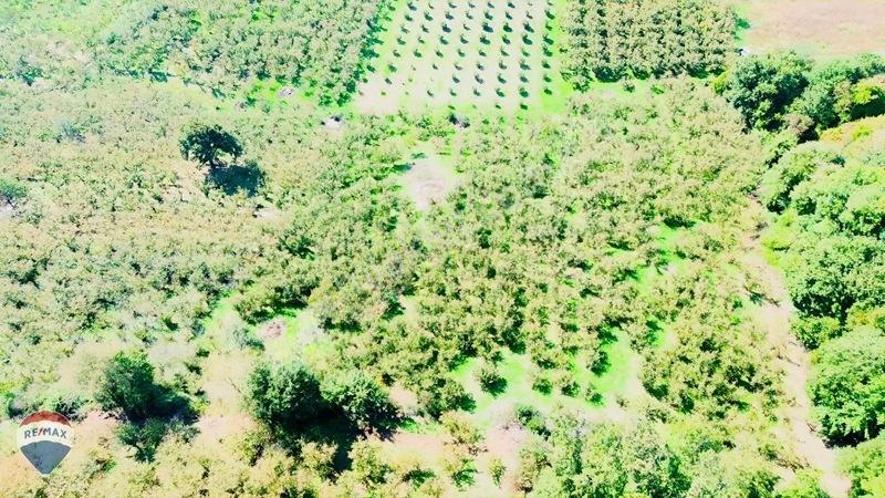 Remax Rıdvan Gedik'ten Ferizli Teberikte 10065 M2 Fındık Bahçesi — fotoğraf 27