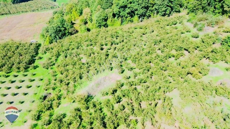 Remax Rıdvan Gedik'ten Ferizli Teberikte 10065 M2 Fındık Bahçesi — fotoğraf 28