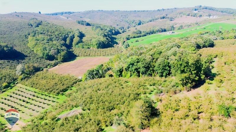 Remax Rıdvan Gedik'ten Ferizli Teberikte 10065 M2 Fındık Bahçesi — fotoğraf 30
