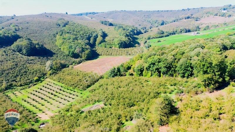 Remax Rıdvan Gedik'ten Ferizli Teberikte 10065 M2 Fındık Bahçesi — fotoğraf 31