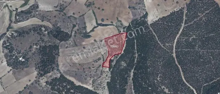 10.000 M2 Manısa Demırcı De Yatırımlık Badem Ve Zeytın Bahcesı — fotoğraf 2