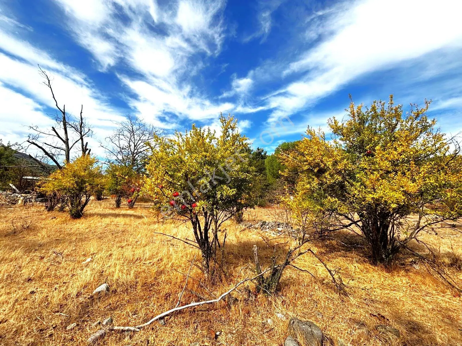 Tek Yetkili Aygül'den Burhaniye Karadere'de 4287 M2 İçerisi'nde Satılık Bahçe — fotoğraf 17