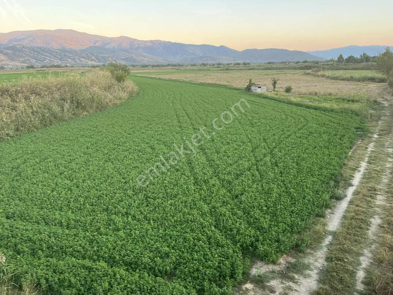 Miray Emlaktan Nazilli Esenköyde (arpazda) Satılık Tarla — fotoğraf 3