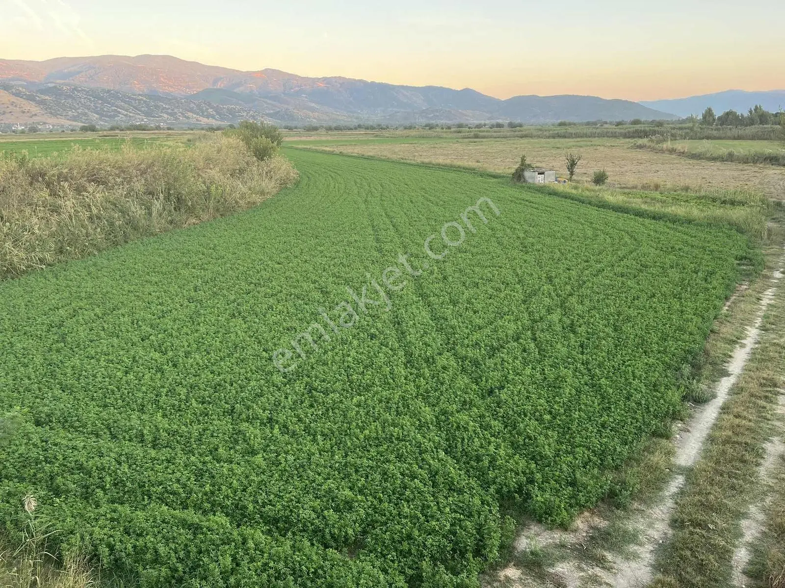 Miray Emlaktan Nazilli Esenköyde (arpazda) Satılık Tarla — fotoğraf 4
